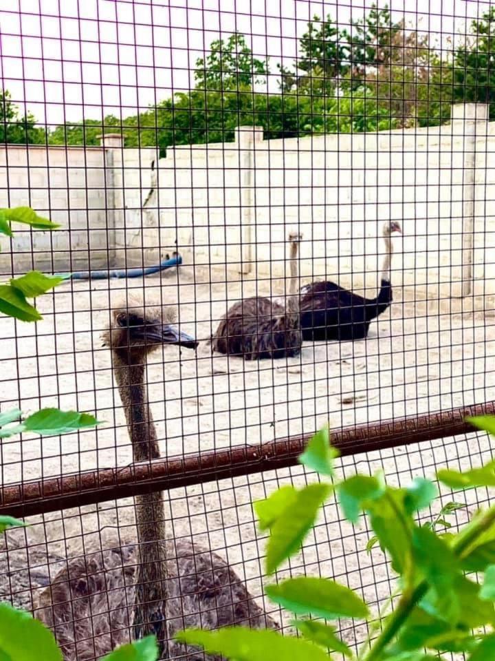 Guest Rooms Wild Duck Ezerets Εξωτερικό φωτογραφία